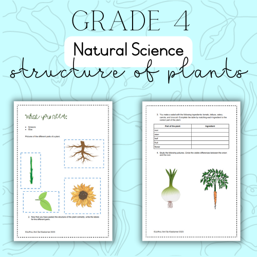 Parts Of The Plant Grade 4 Ppt