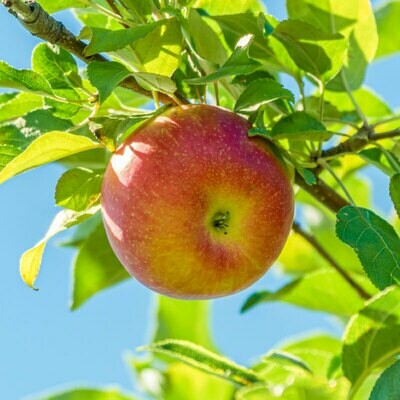McIntosh Apples