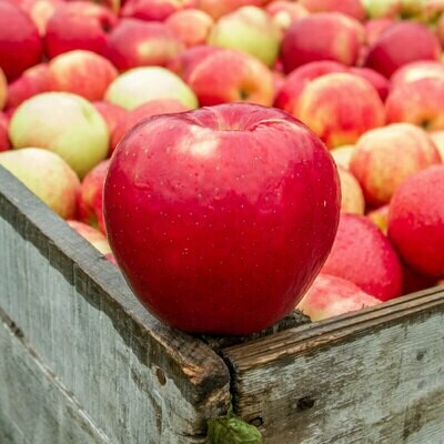 SnapDragon Apples