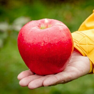 SweeTango™ Apples