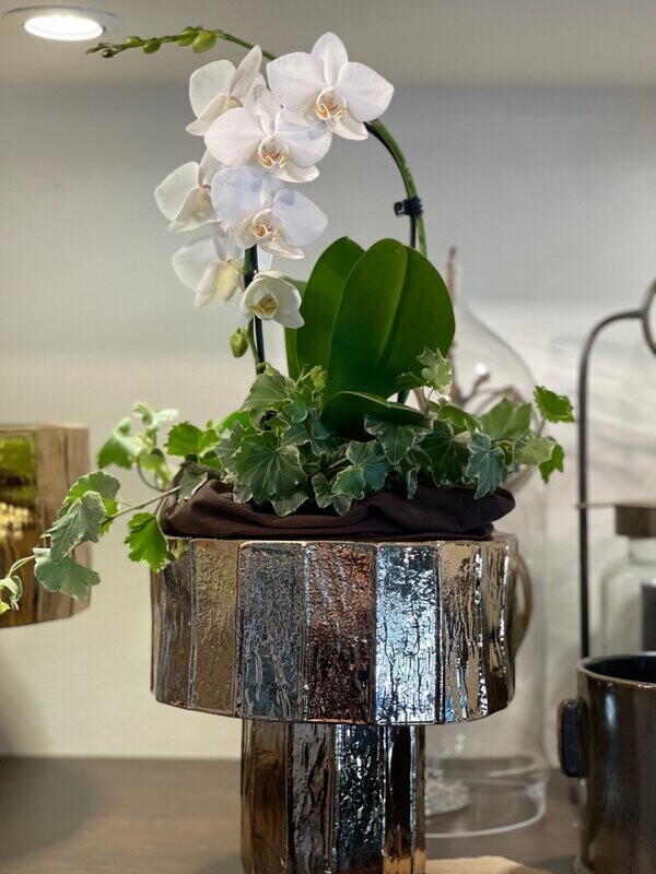 PHALENOPSIS CON VASO