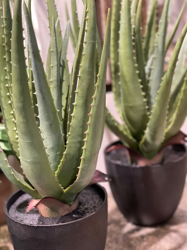 ALOE ARTIFICIALE