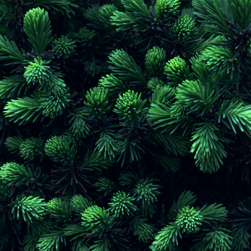 Organic Fir Needle Essential Oil