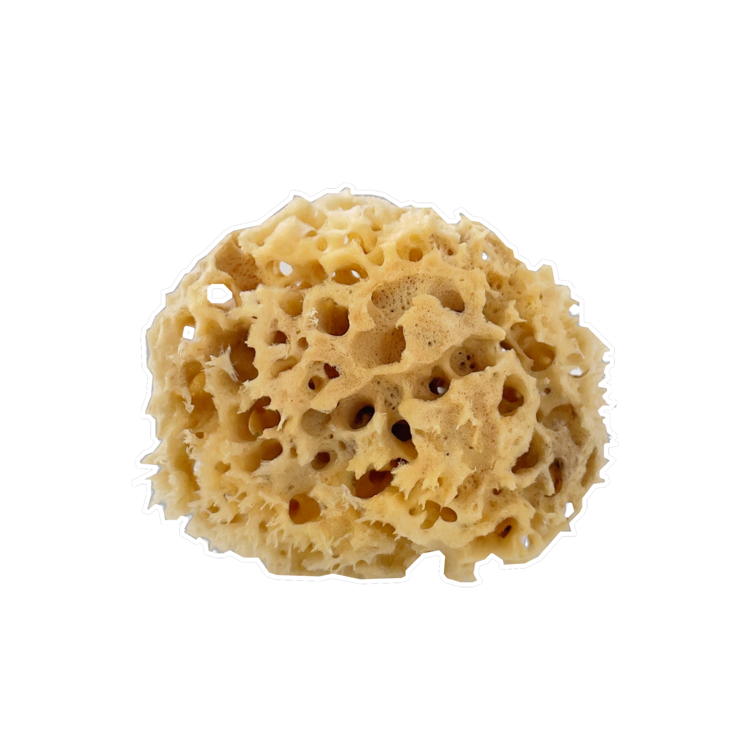 Organic Sea Sponge