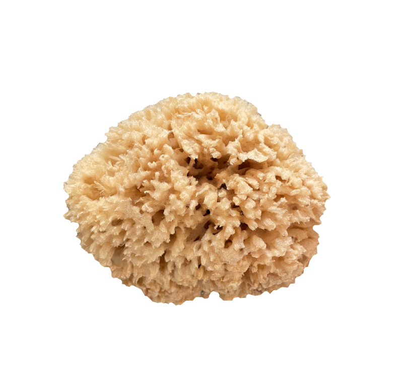 Organic Sea Sponge
