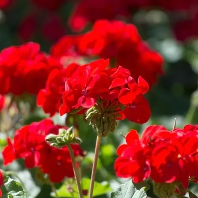 Organic Rose Geranium Essential Oil