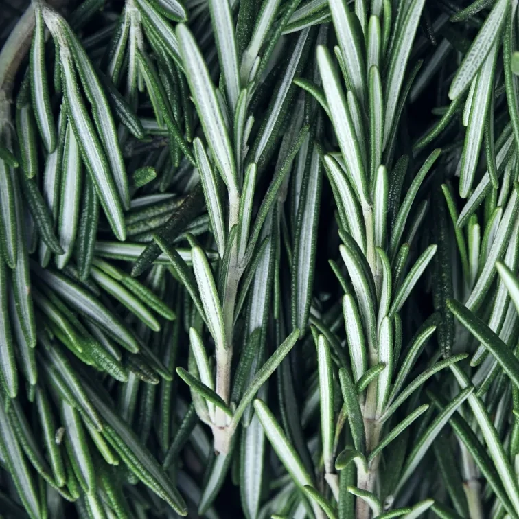 Organic Rosemary Essential Oil
