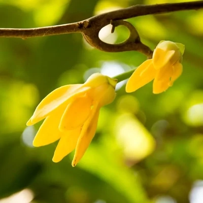 Organic Ylang Ylang Essential Oil