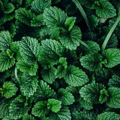Organic Peppermint Essential Oil