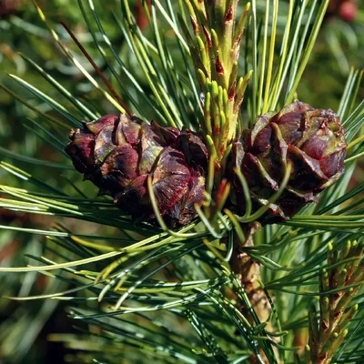 Organic Cedarwood Essential Oil