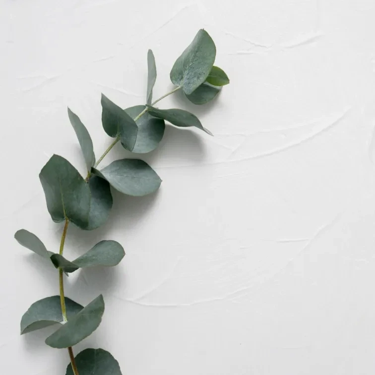 Organic Eucalyptus Essential Oil