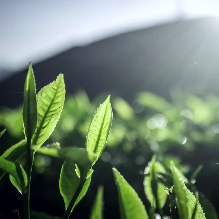 Organic Tea Tree Essential Oil
