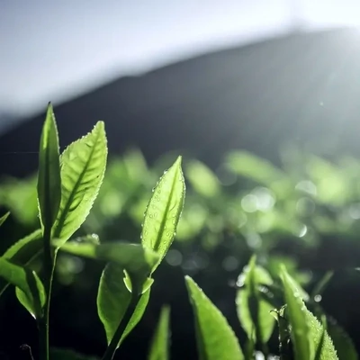 Organic Tea Tree Essential Oil