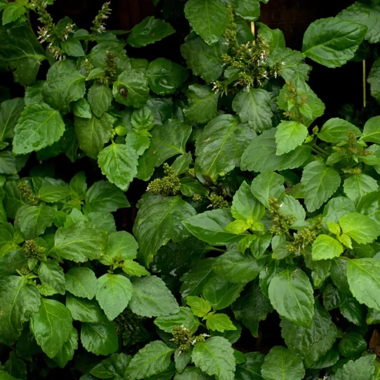 Organic Patchouli Essential Oil