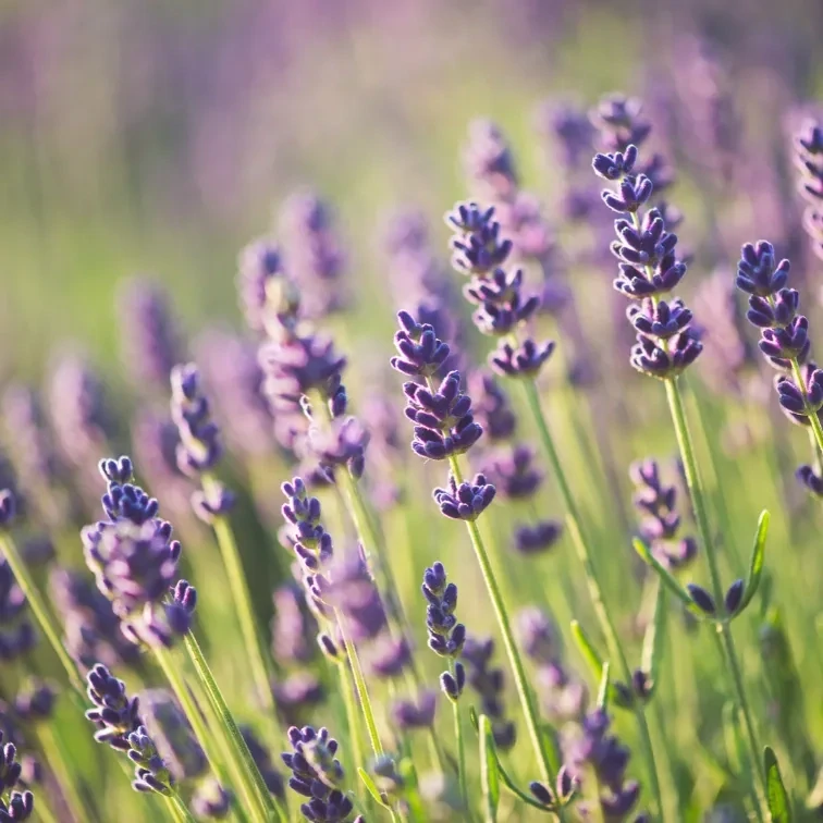Organic Lavender Essential Oil