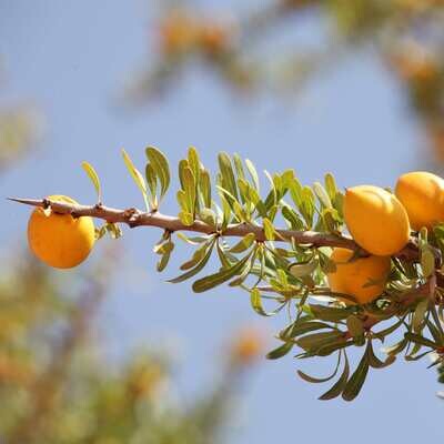 Argan Soap
