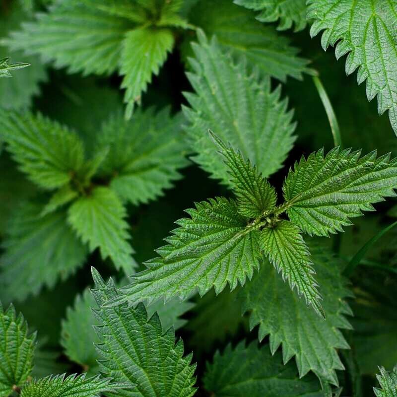 Organic Nettle Soap