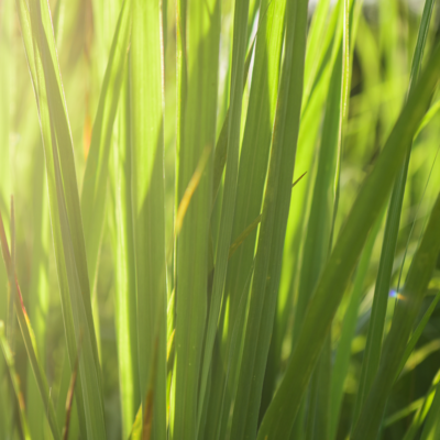 Organic Lemongrass Essential Oil