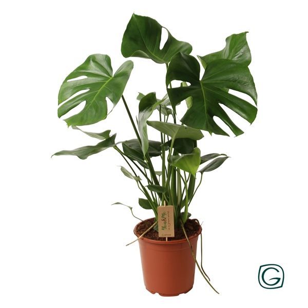 Monstera Deliciosa aka Swiss Cheese Plant