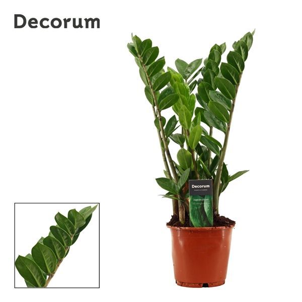 Zamioculcas Zamiifolia aka ZZ Plant
