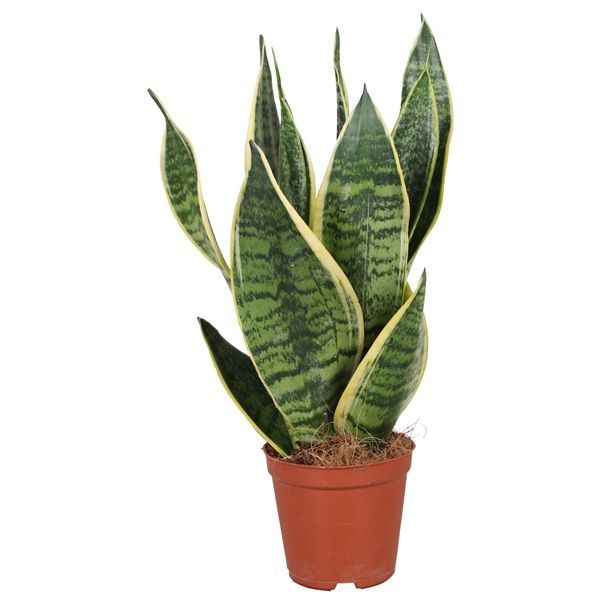 Sansevieria Futura Superba aka Snake Plant