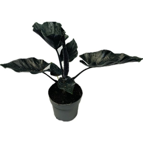 Alocasia Antoro Velvet