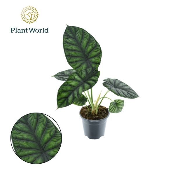 Alocasia Dragon Scale