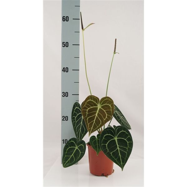 Anthurium Clarinervium