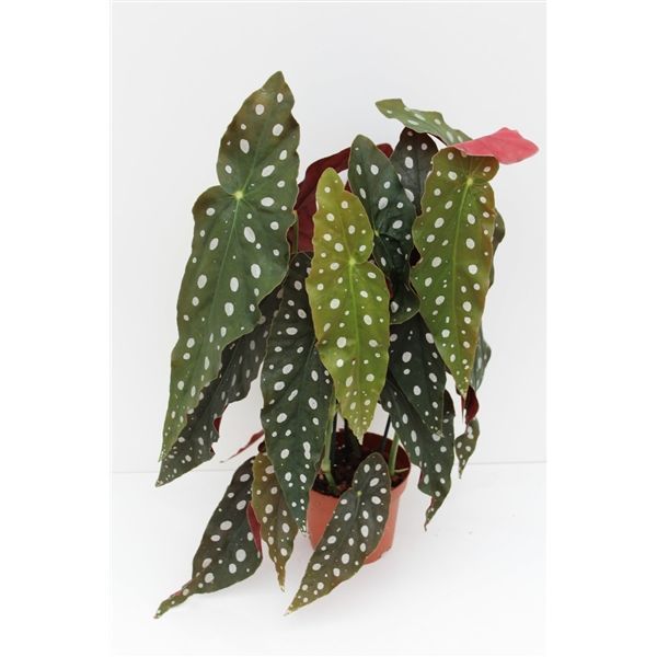 Begonia Maculata aka Polka Dot Plant