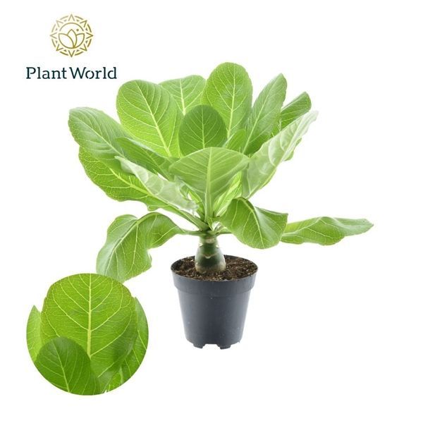 Brighamia Insignis aka Hawaii Palm