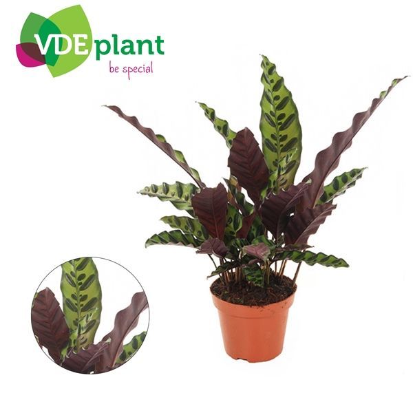 Calathea Rattlesnake