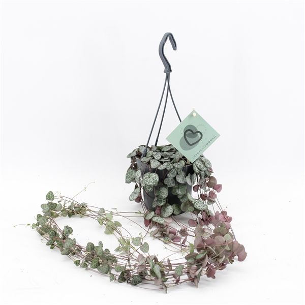 Ceropegia Woodii Hanging