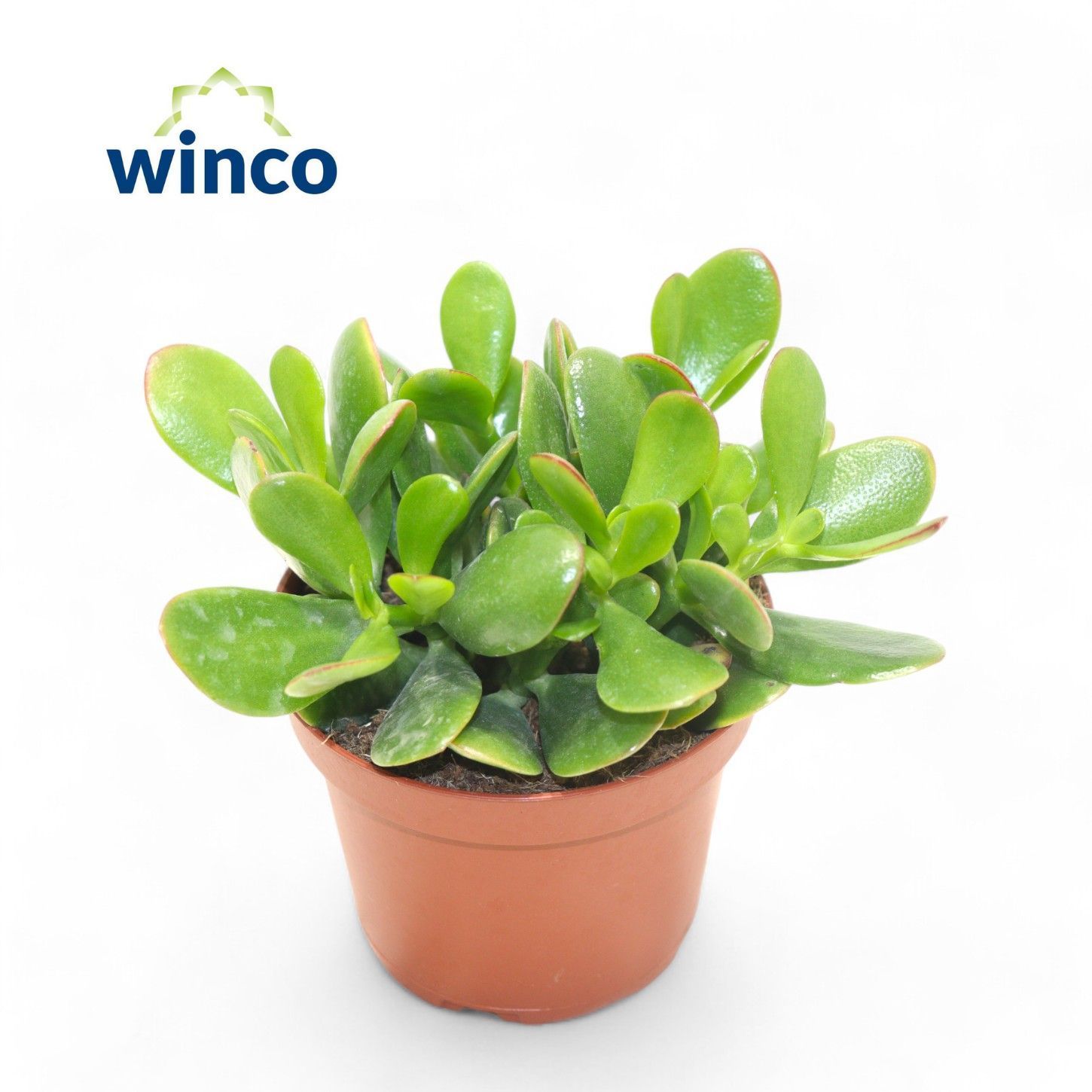 Crassulla Ovata aka Jade Plant