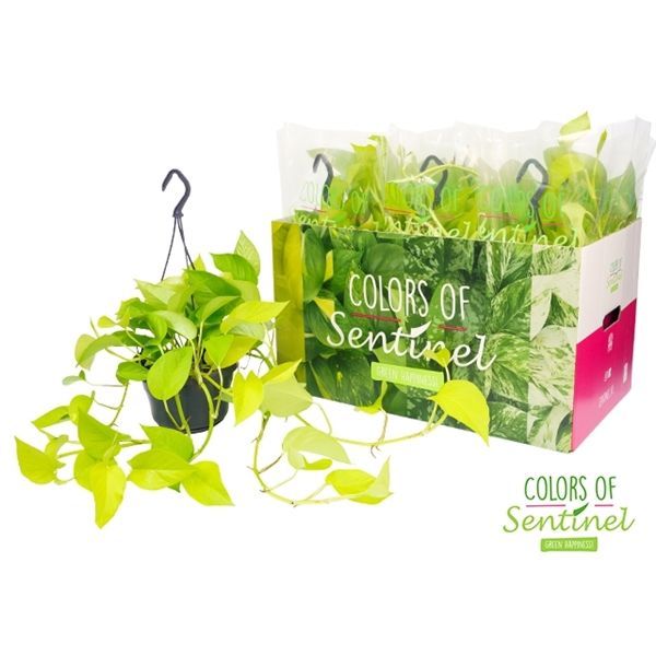 Epipremnum Neon