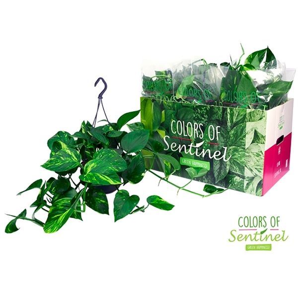 Epipremnum Aureum aka Pothos