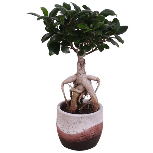 Ficus M. Ginseng Bonsai with Cermaic Pot
