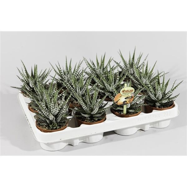Haworthia Fasciata 'Big Band'