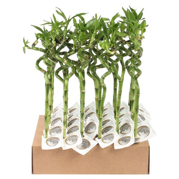 Lucky Bamboo Spiral Stem