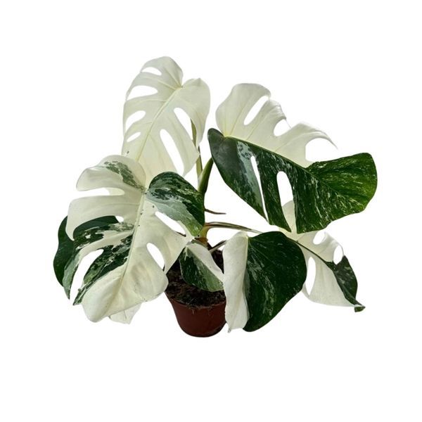 Monstera Deliciosa Super White