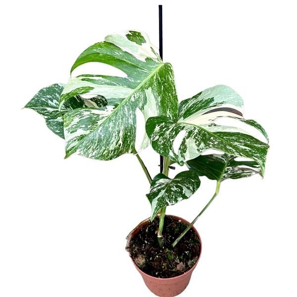 Monstera Deliciosa Variegated