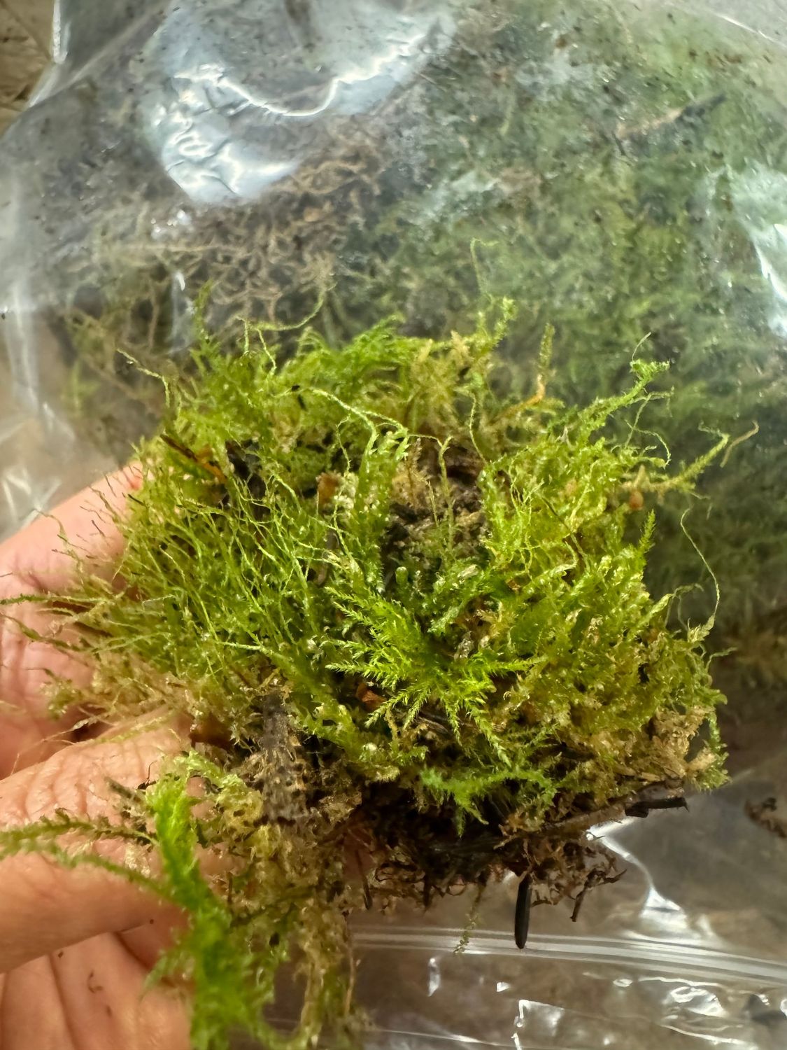 Moss Flat - 3 Litres