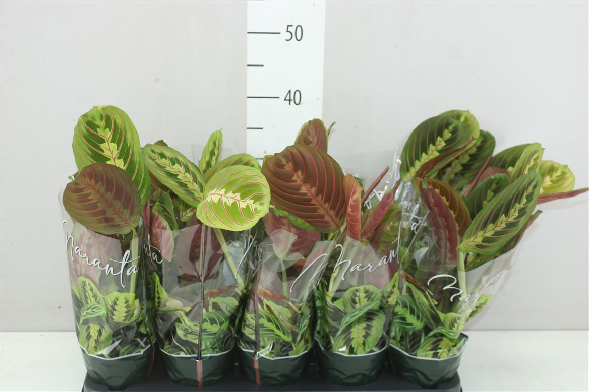 Maranta Fascinator