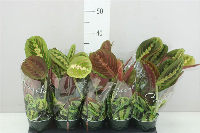 Maranta Fascinator