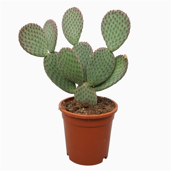 Opuntia Cactus