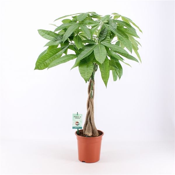 Pachira Aquatica aka Money Tree