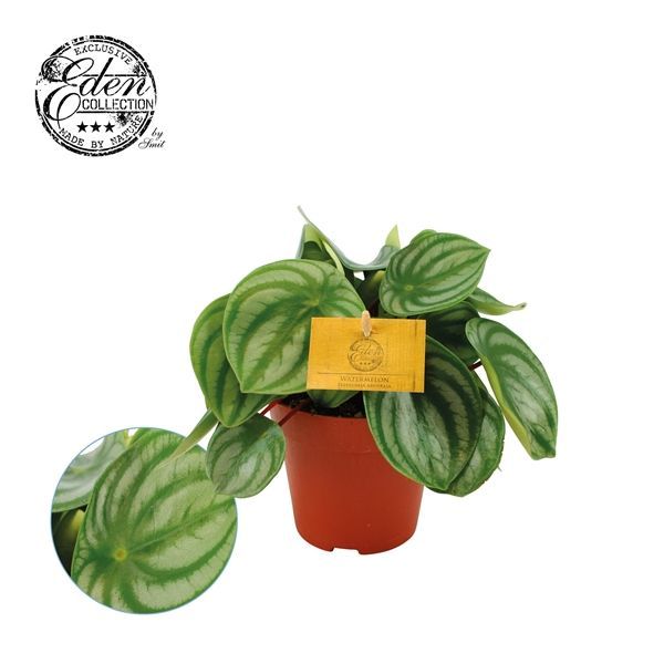 Peperomia Argyreia aka Watermelon Plant