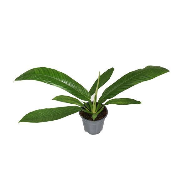 Philodendron Campii