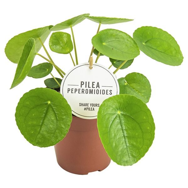 Pilea Peperomioides aka Chinese Money Plant