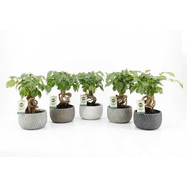 Radermachera Bonsai with Stone Pot