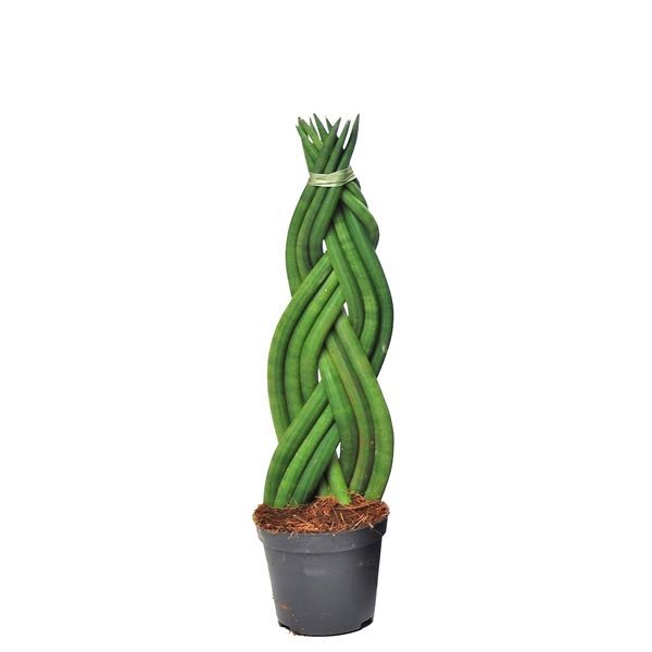 Sansevieria Cylindrica 'Twisted'